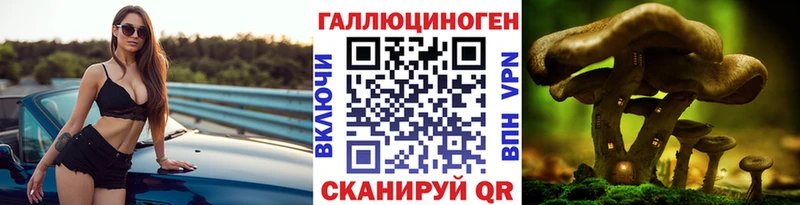 Купить где  Абинск  Галлюциногенные грибы Psilocybine cubensis 